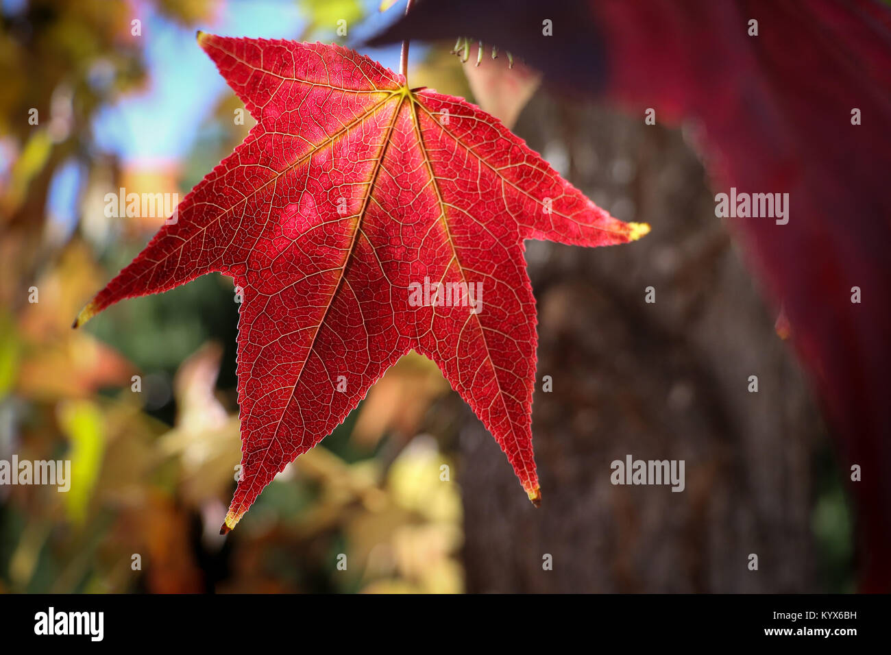 Una luminosa rossa retroilluminata sweetgum incandescente foglia contro il fogliame e sky in autunno, girando il colore con la sua venatura e modello reticolare visibile. Foto Stock