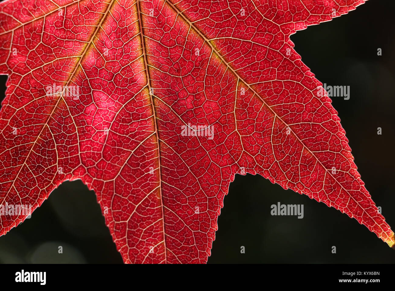 Close-up della venatura in un rosso sweetgum foglia che è backllit, rendendo il bagliore di foglia contro uno sfondo nero. Sorprendente orizzontale dell'immagine a colori. Foto Stock