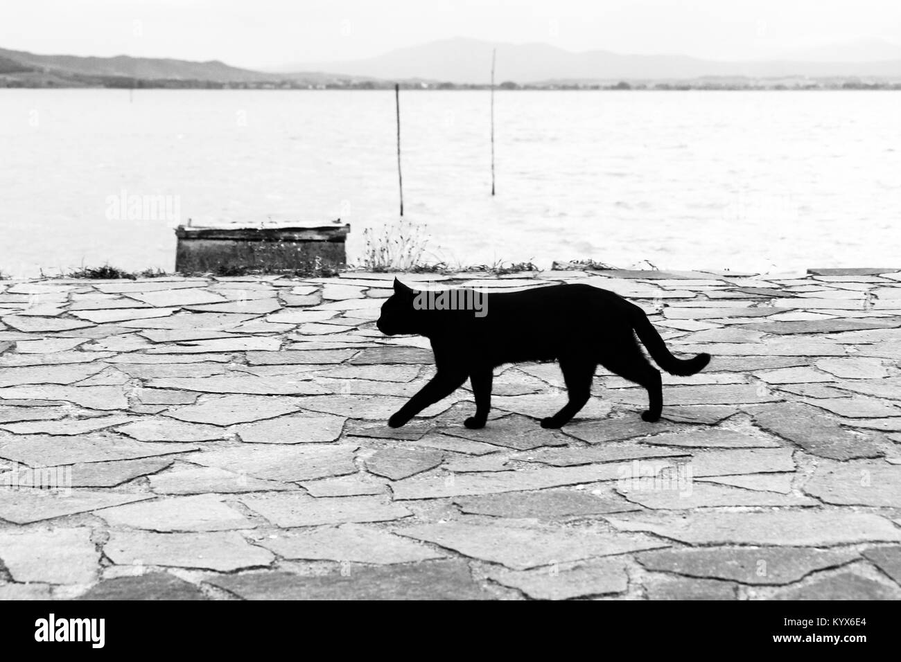 Un gatto nero a camminare su un molo sul lago Trasimeno (Umbria) Foto Stock