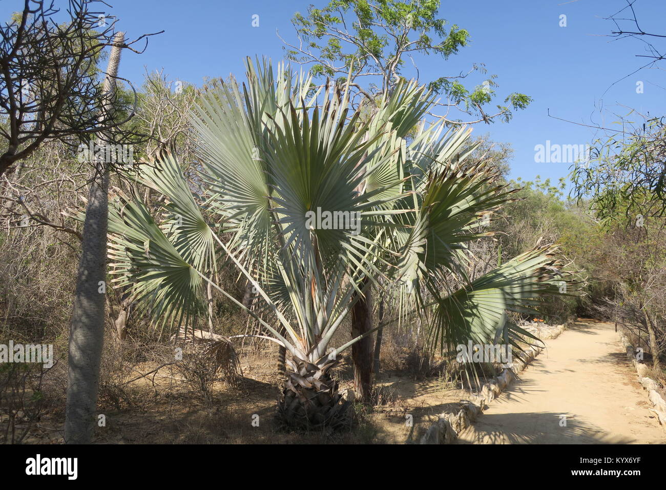 Palm, lunga sgambate e disposte a spirale foglie palmate hanno lame di balestra che sono quasi rotondi in sagoma, divisi regolarmente a circa la metà della lunghezza. Foto Stock