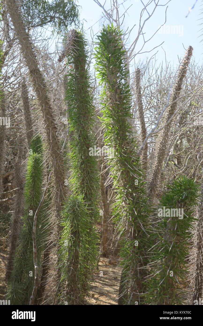 Alluaudia procera o Madagascar ocotillo, è un deciduo di piante succulente, specie endemica al sud del Madagascar. Foto Stock