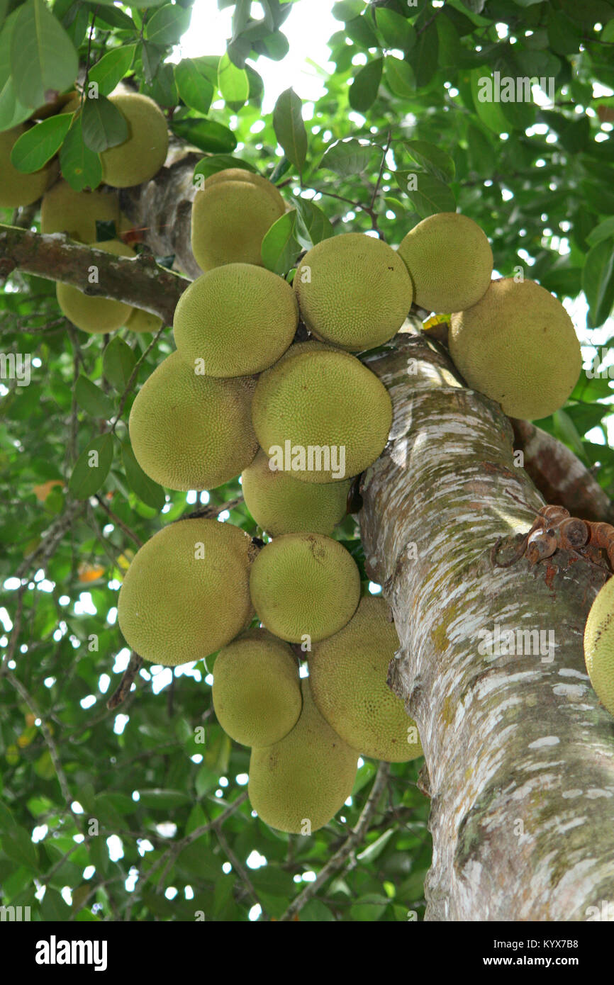 Jackfruit (Artocarpus heterophyllus), Zanzibar, Tanzania Foto Stock