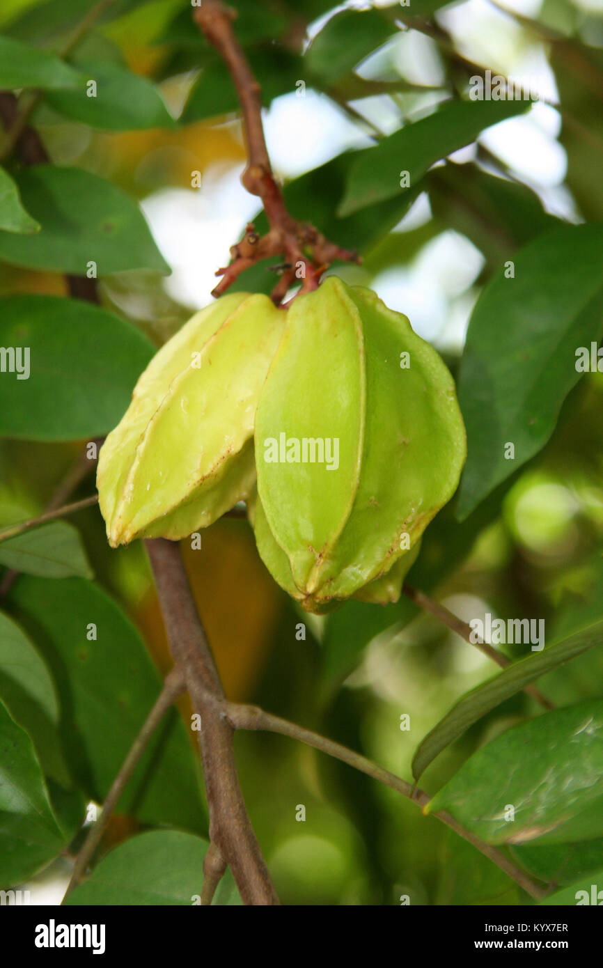 Due starfruits crescente sul ramo, (Averrhoa carambola), Spice Farm, Zanzibar, Tanzania. Foto Stock
