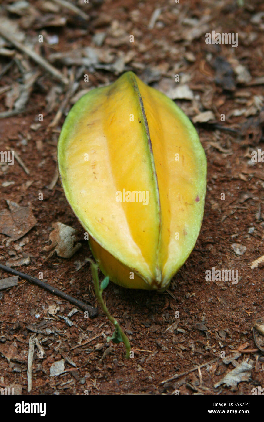Starfruit sul terreno, (Averrhoa carambola), Spice Farm, Zanzibar, Tanzania. Foto Stock