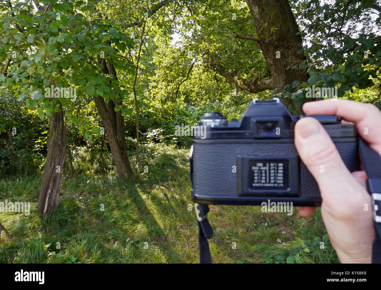 In possesso di una fotocamera a pellicola nella foresta (messa a fuoco selettiva) Foto Stock