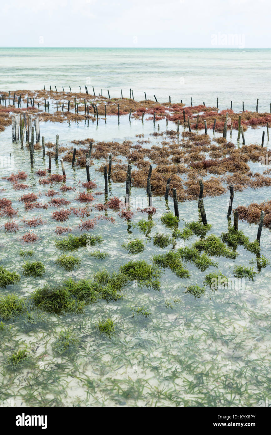 Righe di alghe marine su una farm di alghe marine, Jambiani, isola di Zanzibar, Tanzania Foto Stock