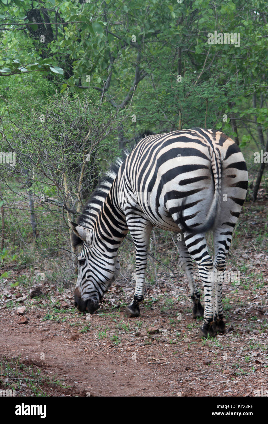 La Burchell zebra pascolando vicino a Victoria Falls, Zimbabwe, Foto Stock