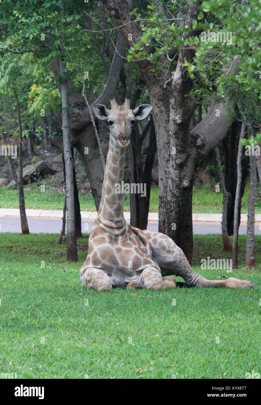 La giraffa posa sul prato nel parco, (Giraffa Camelopardalis), vicino a Victoria Falls, Zimbabwe. Foto Stock