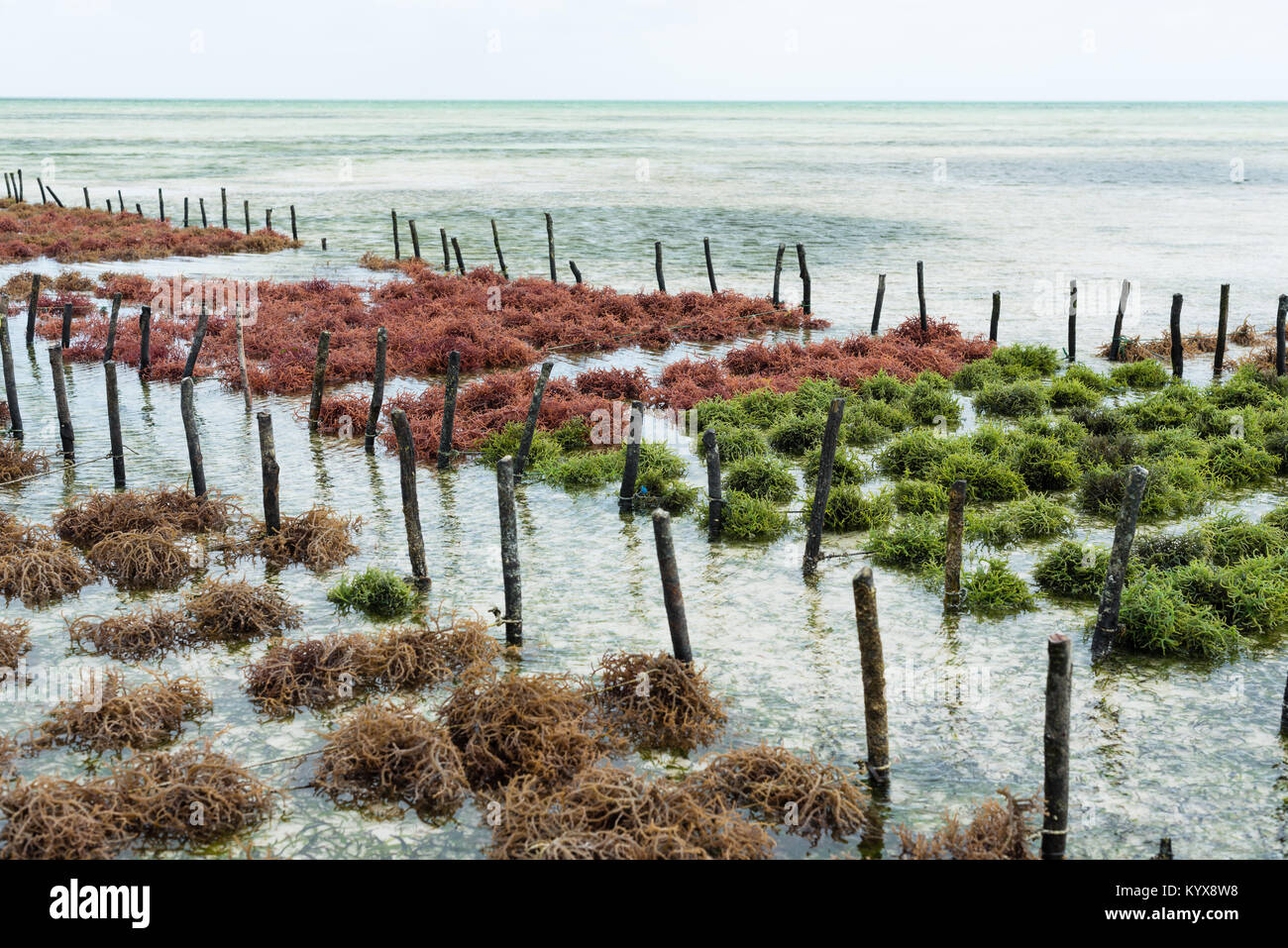 Righe di alghe marine su una farm di alghe marine, Jambiani, isola di Zanzibar, Tanzania Foto Stock