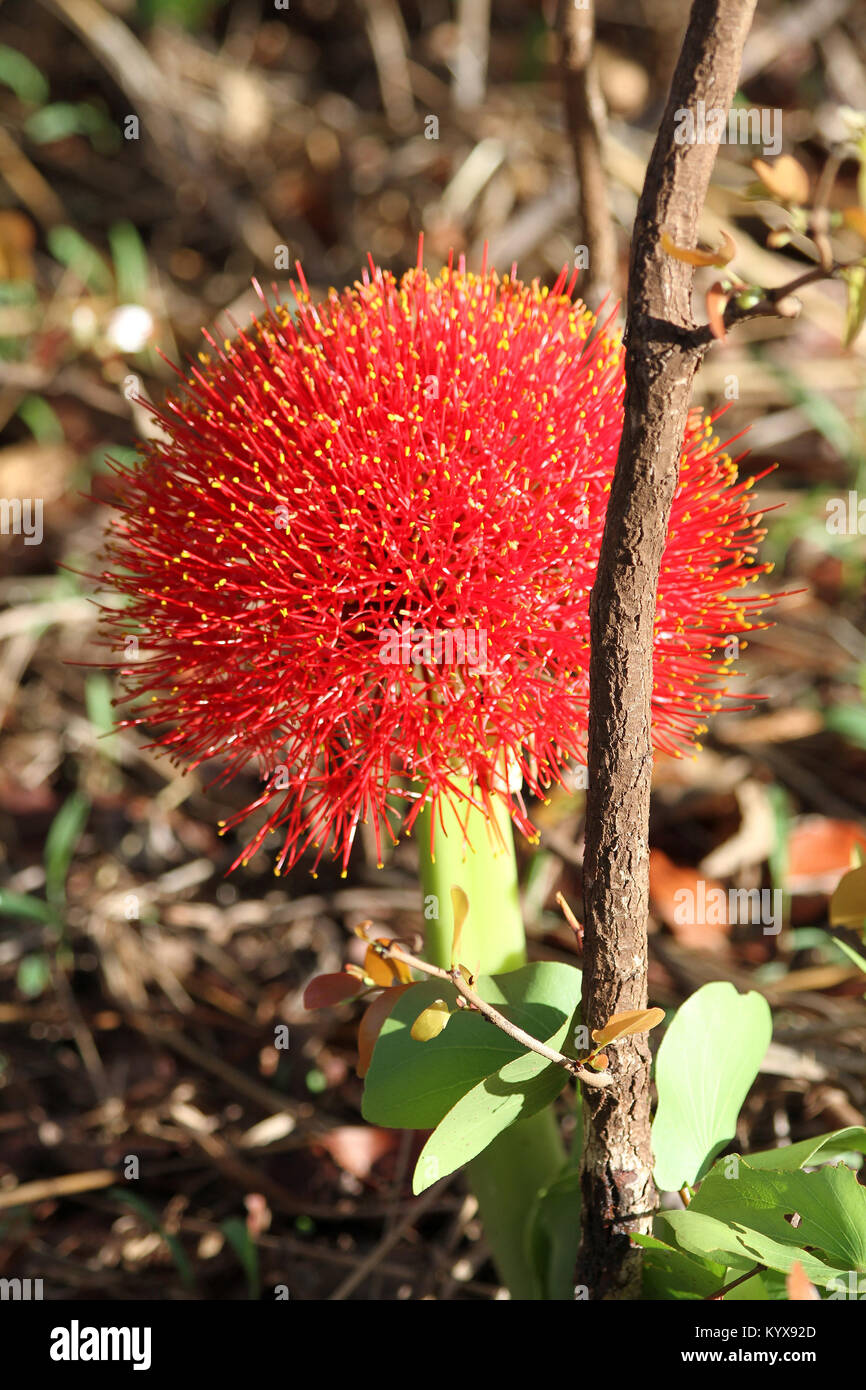 Snake lily, (Scadoxus multiflorus), vicino a Victoria Falls, Zimbabwe. Foto Stock