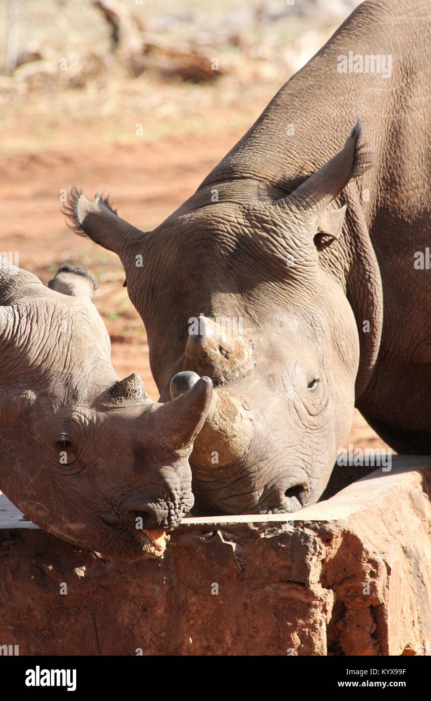 I rinoceronti neri con archiviato corna per proteggere dai cacciatori di frodo di rhino, (Diceros simum) a Victoria Falls riserva privata, Zimbabwe. Foto Stock I rinoceronti neri con archiviato corna per proteggere dai cacciatori di frodo di rhino, (Diceros simum) a Victoria Falls riserva privata, Zimbabwe. Foto Stock