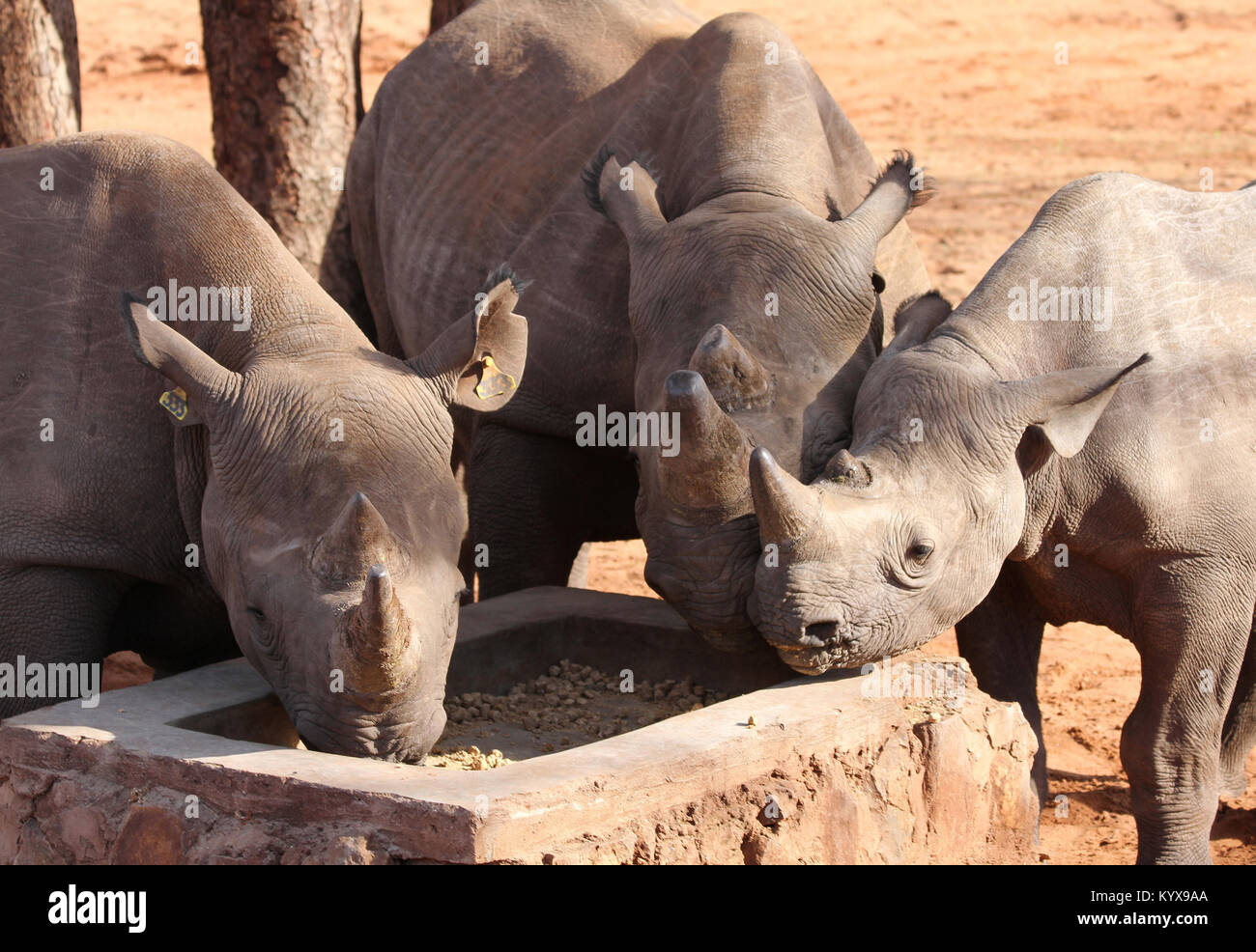 I rinoceronti neri con archiviato corna per proteggere dai cacciatori di frodo di rhino, (Diceros simum) a Victoria Falls riserva privata, Zimbabwe. Foto Stock I rinoceronti neri con archiviato corna per proteggere dai cacciatori di frodo di rhino, (Diceros simum) a Victoria Falls riserva privata, Zimbabwe. Foto Stock