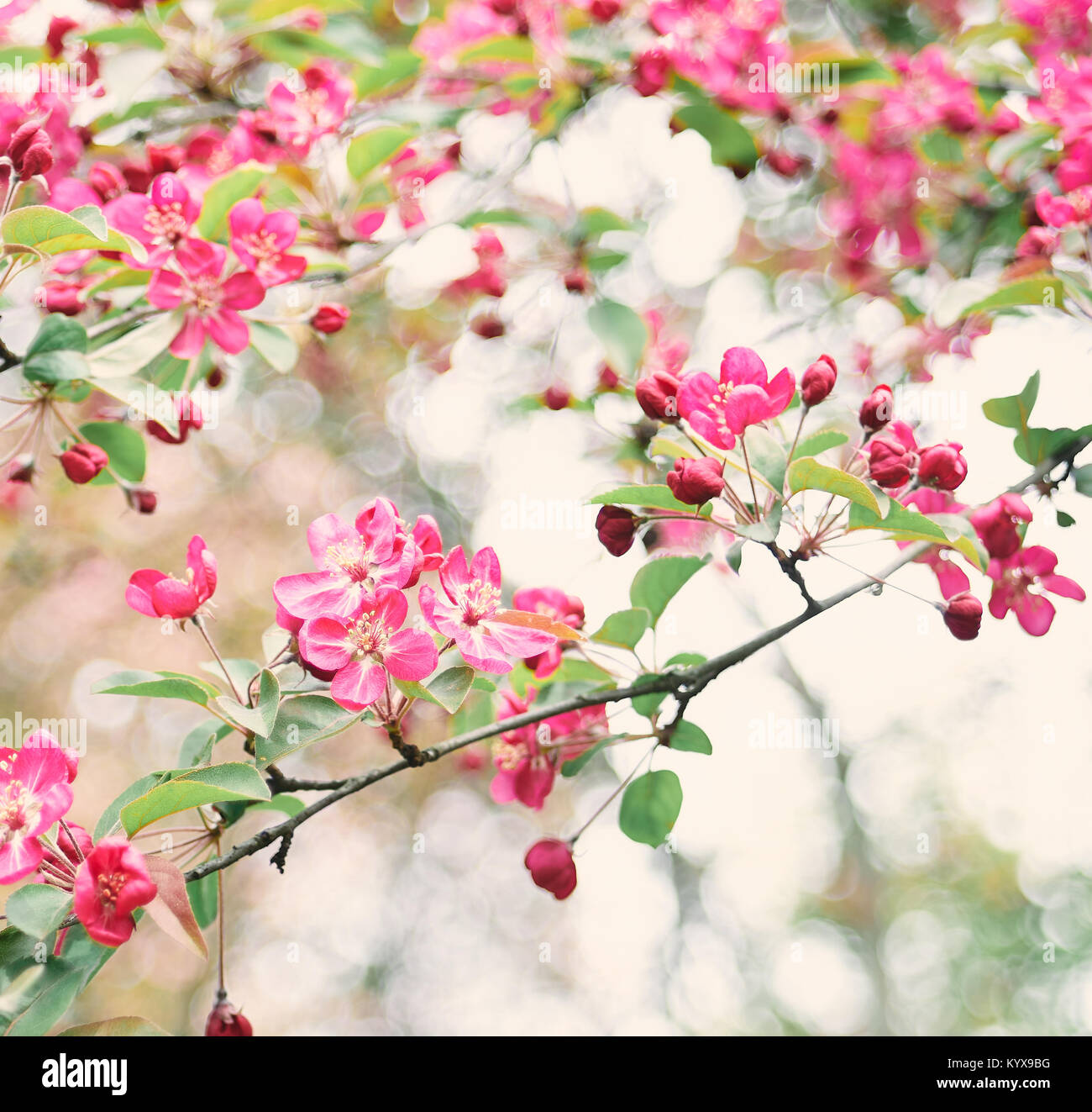 In prossimità del ramo di albero fioritura di rosa fiori luminosi. Foto Stock