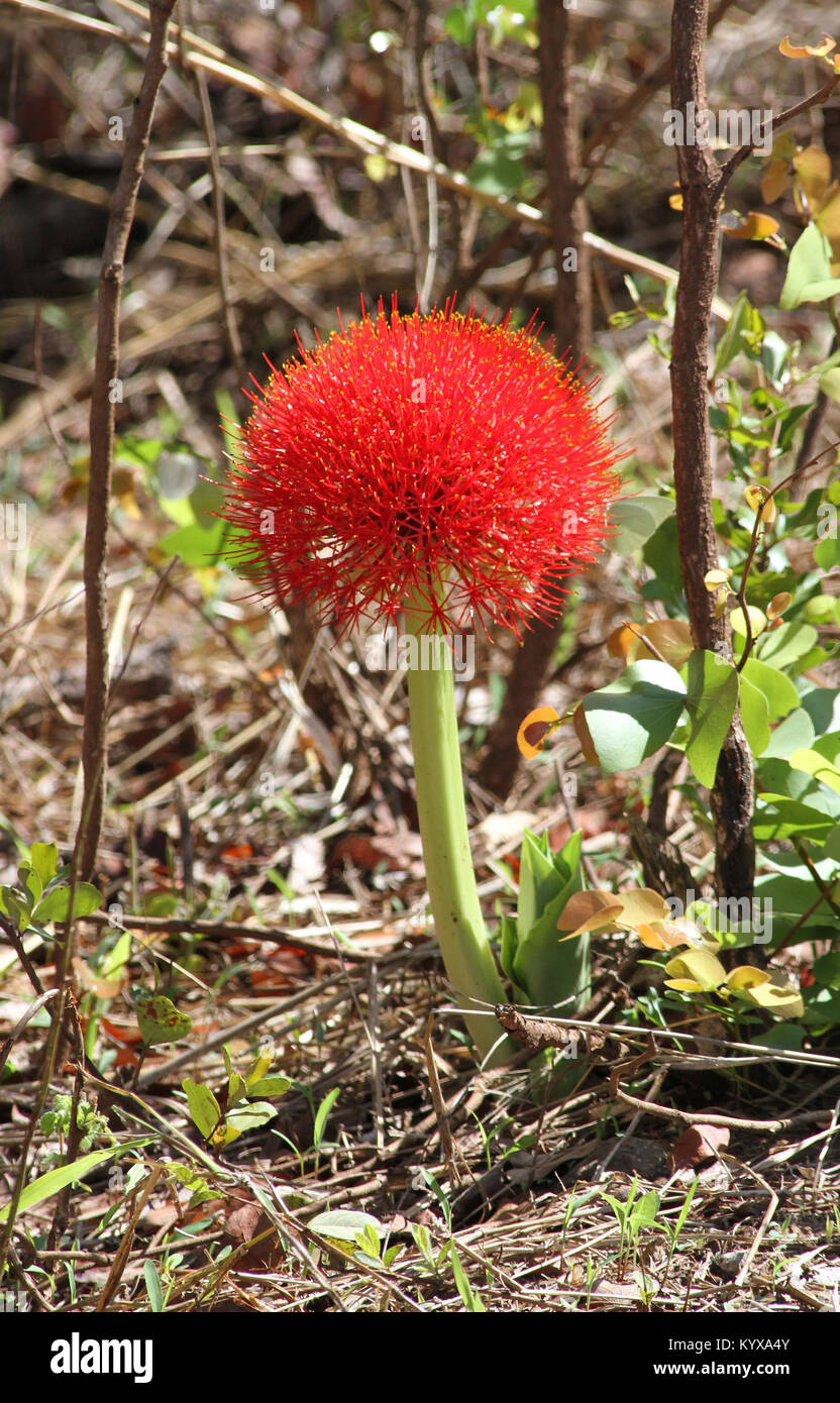 Snake lily, (Scadoxus multiflorus), vicino a Victoria Falls, Zimbabwe. Foto Stock