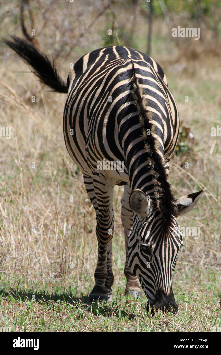 Chapman's zebra (Equus quagga chapmani) a Victoria Falls riserva privata, Zimbabwe. Foto Stock