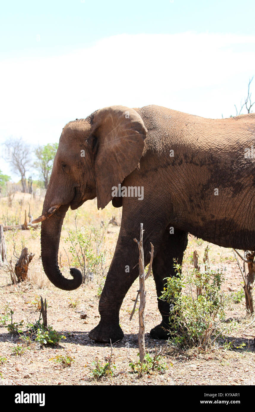 Bush africano, elefante africano (Loxodonta africana), Victoria Falls riserva privata, Zimbabwe. Foto Stock