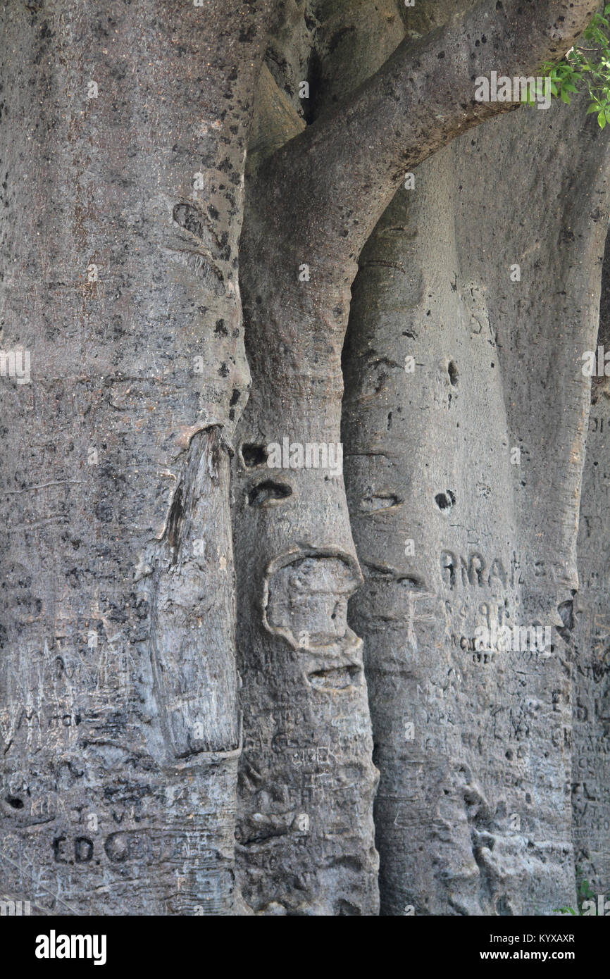 In prossimità di corteccia di baobab, Victoria Falls riserva privata, Zimbabwe. Foto Stock