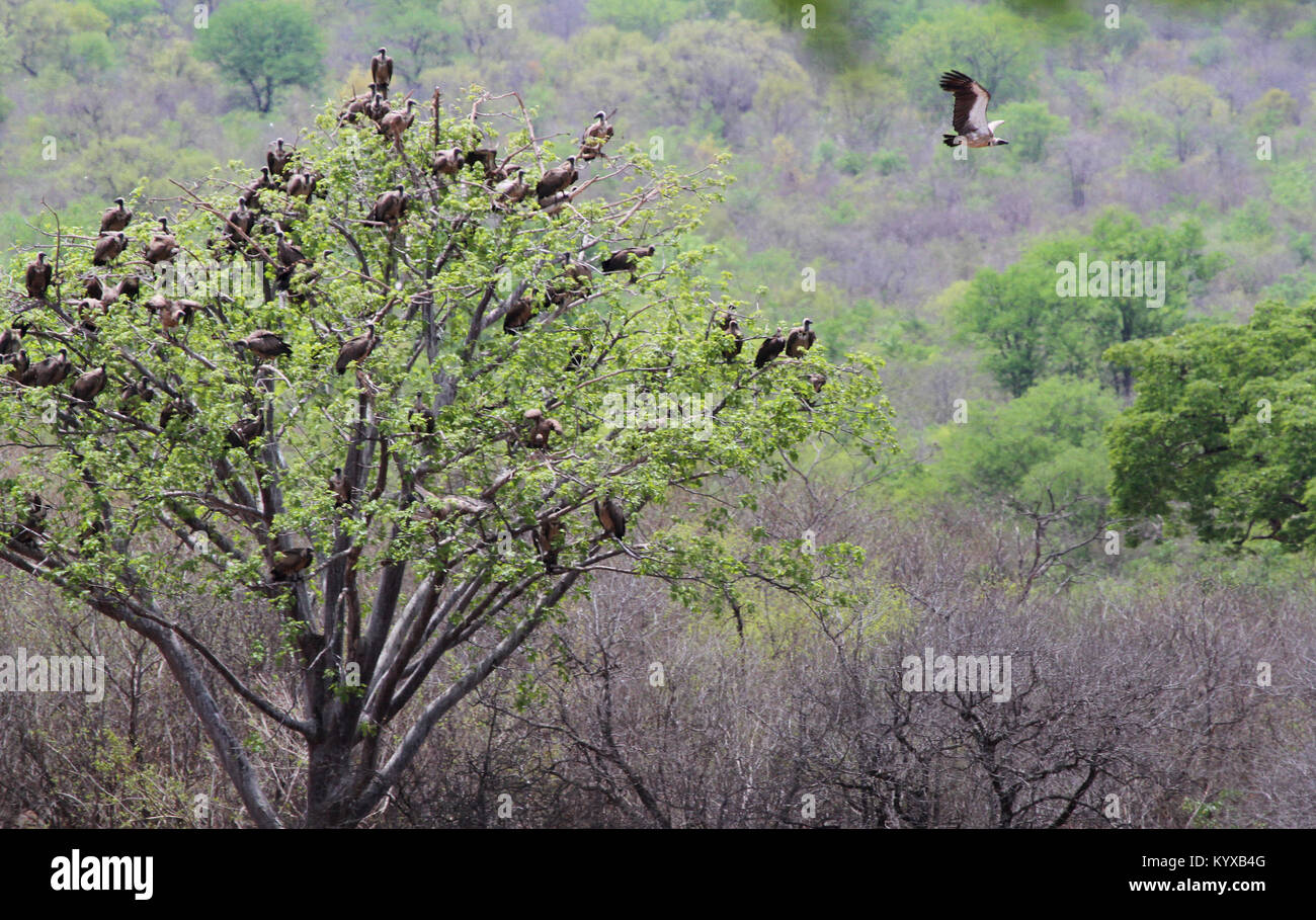 White-backed avvoltoi in udienza nella struttura ad albero, Victoria Falls riserva privata, Zimbabwe. Foto Stock