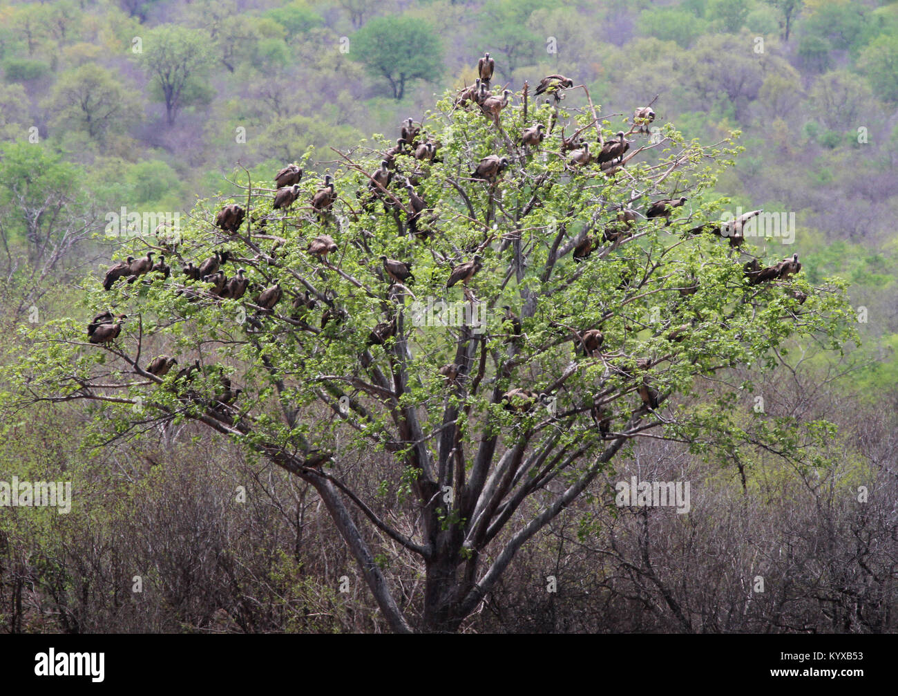 White-backed avvoltoi in udienza nella struttura ad albero, Victoria Falls riserva privata, Zimbabwe. Foto Stock