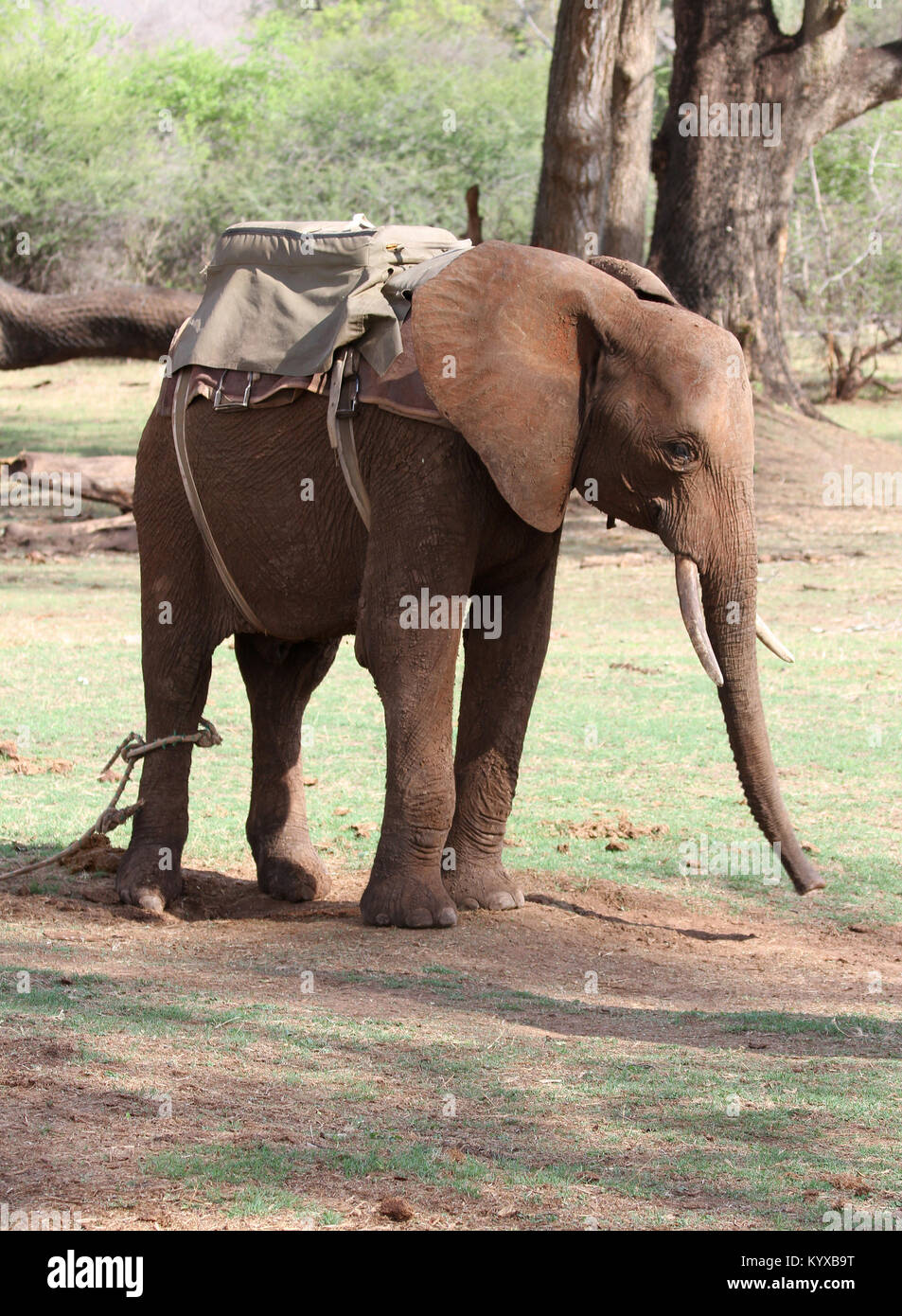 Elefante in piedi in campo, Zimbabwe. Foto Stock