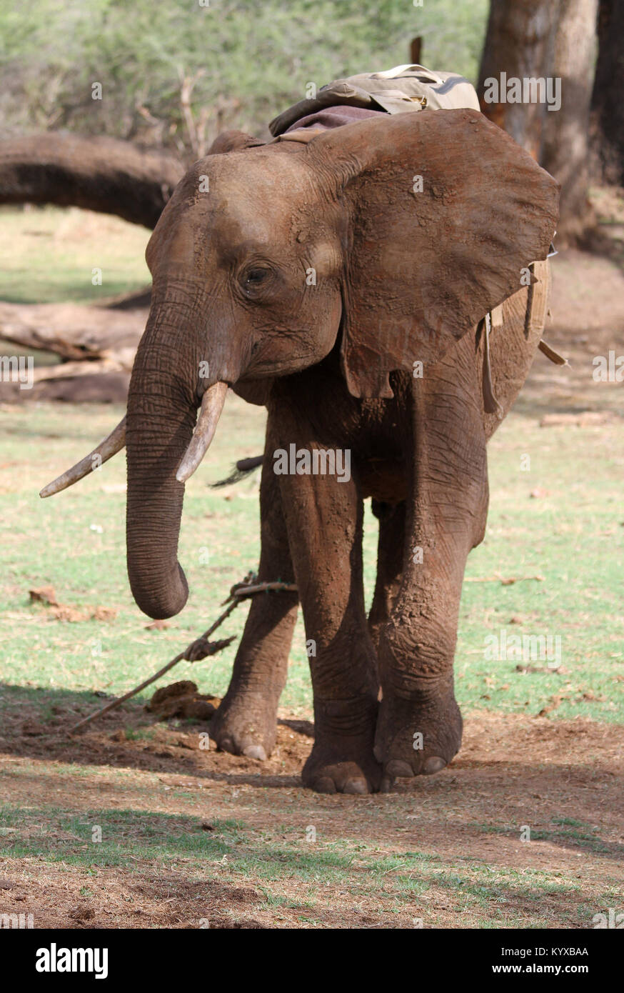 Elefante in piedi in campo, Zimbabwe. Foto Stock