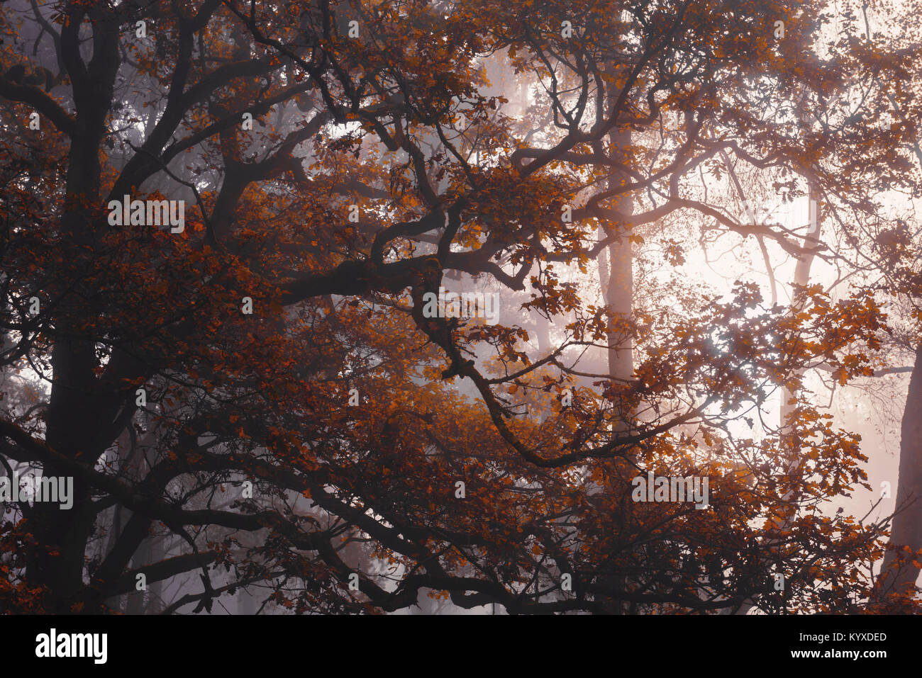 Bellissimi alberi Foto Stock