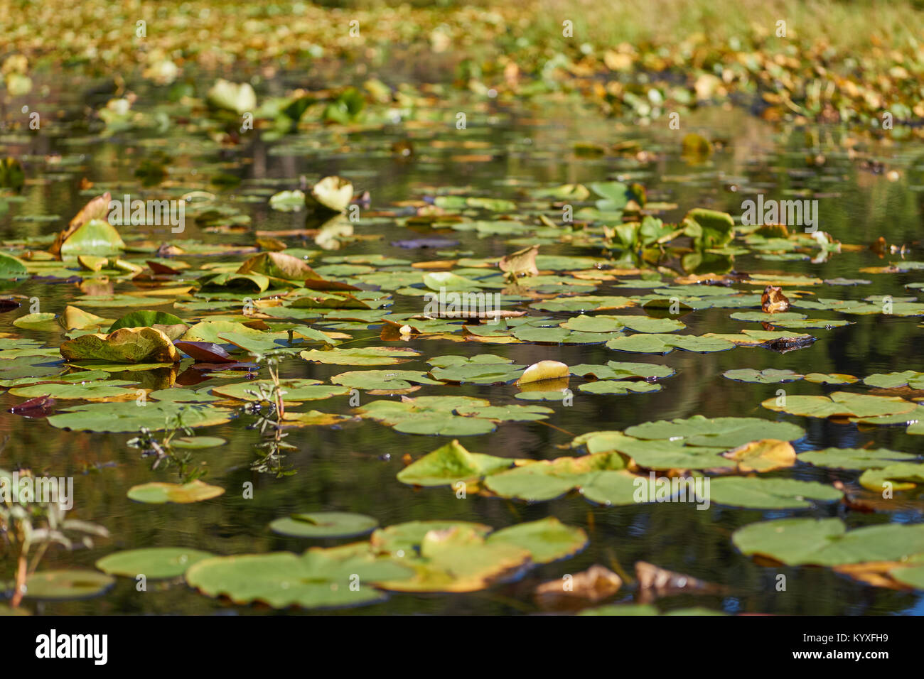 Beaver Lake - Stanley Park, Vancouver, British Columbia, Canada Foto Stock