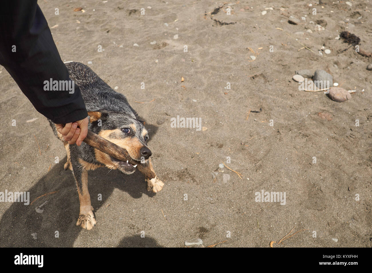 Cane giocando con il bastone su una spiaggia Foto Stock