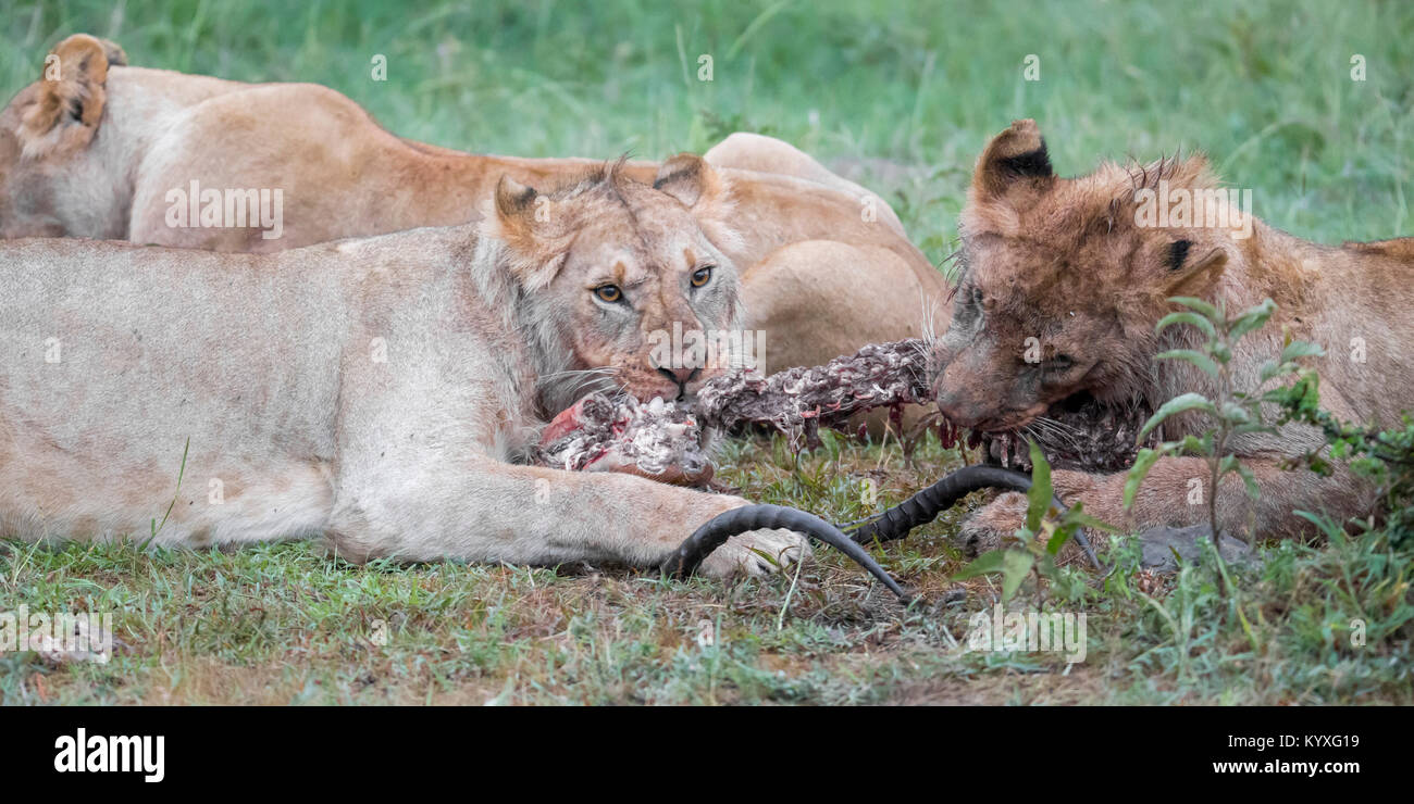 Un orgoglio dei leoni alimentazione su un kill, la mattina presto, alta immagine ISO, Valley Camp Mara Naboisho conservancy Kenya Africa Foto Stock