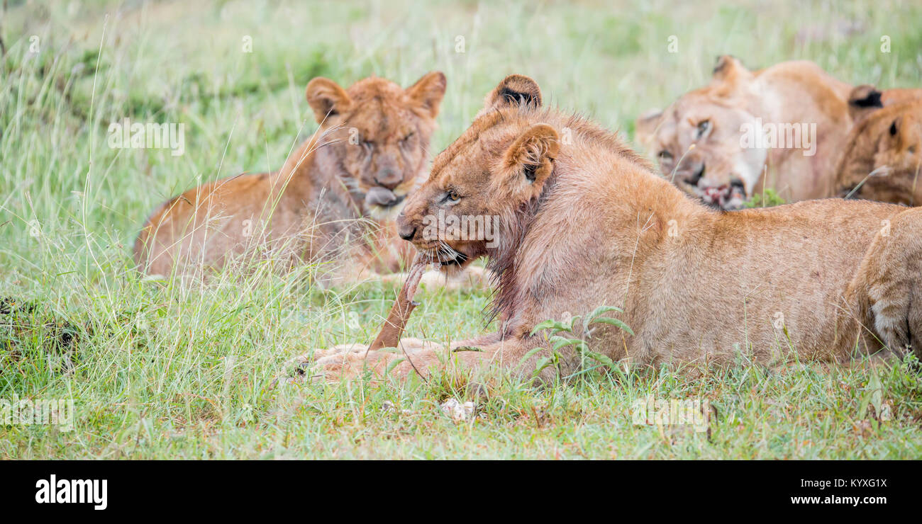 Un orgoglio dei leoni alimentazione su un kill, la mattina presto, alta immagine ISO, Valley Camp Mara Naboisho conservancy Kenya Africa Foto Stock