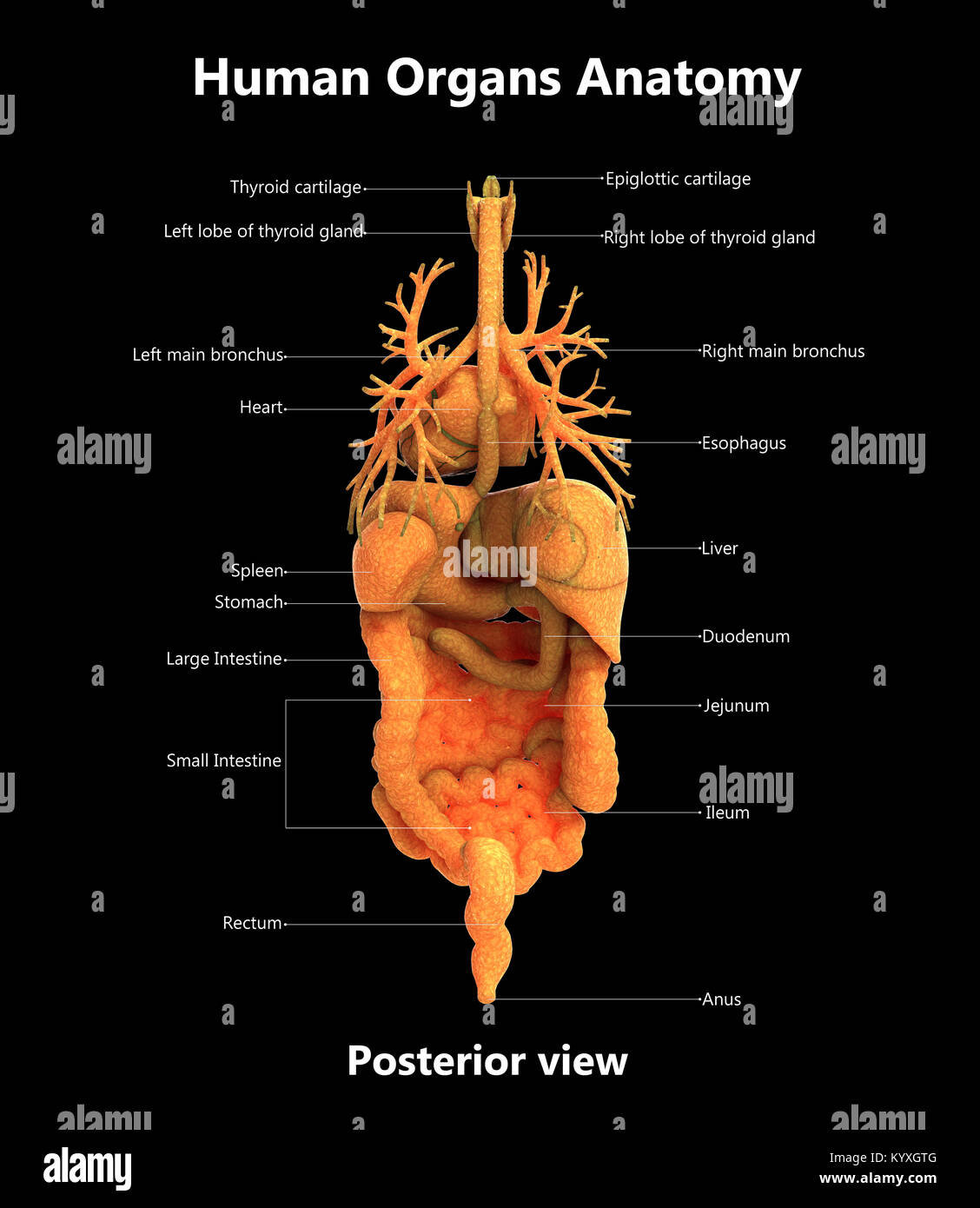 Organi del corpo umano Design etichetta vista posteriore anatomia Foto Stock