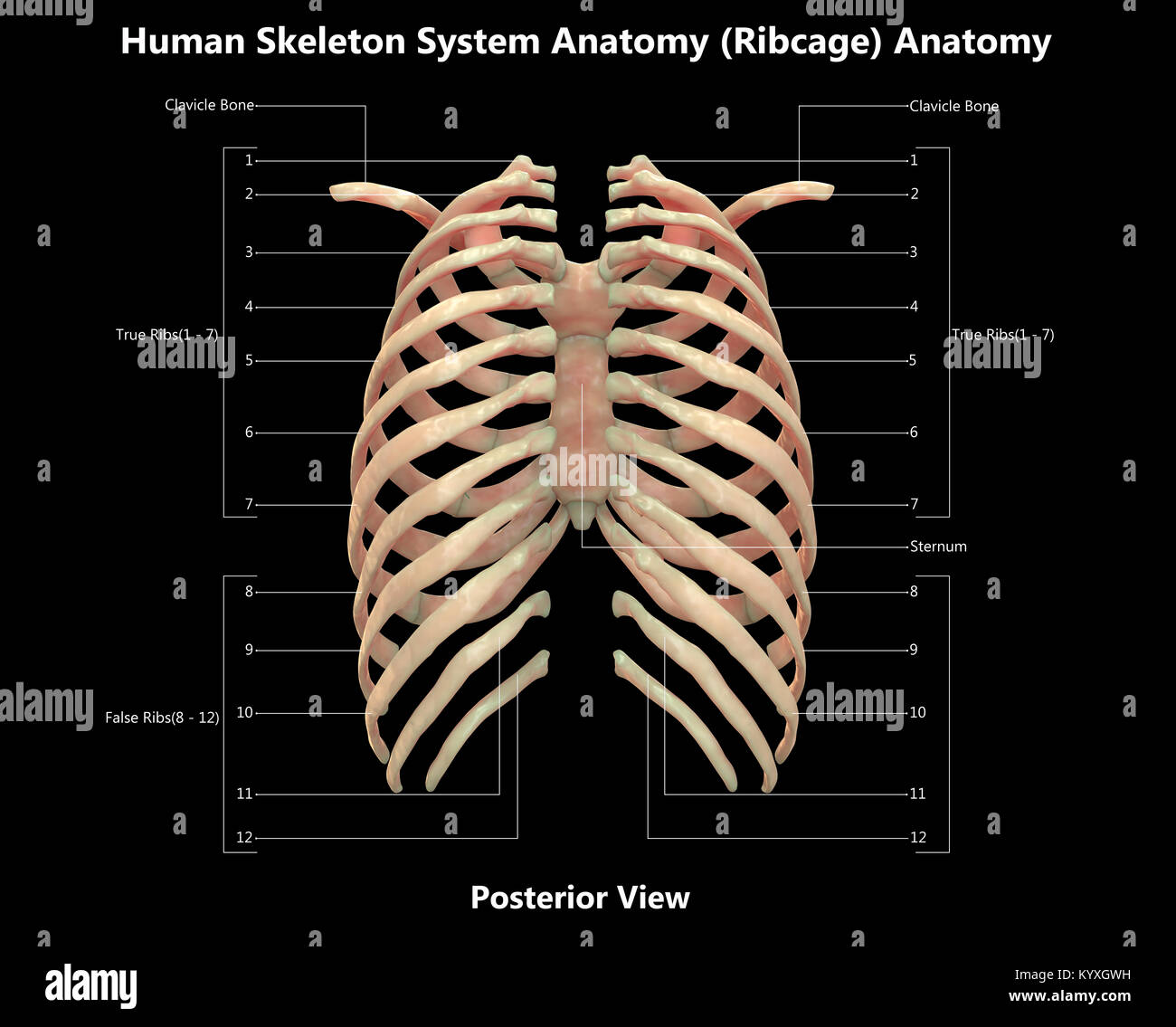 Scheletro umano nervatura del sistema gabbia Design etichetta vista posteriore anatomia Foto Stock