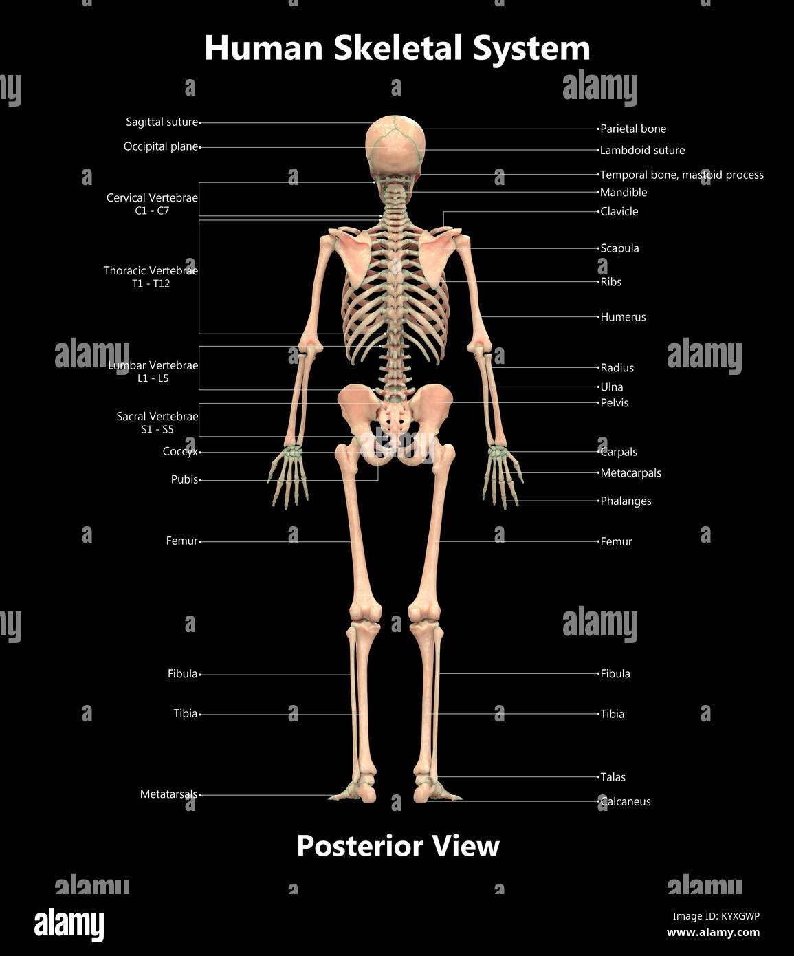 Scheletro umano sistema Design etichetta vista posteriore anatomia Foto Stock