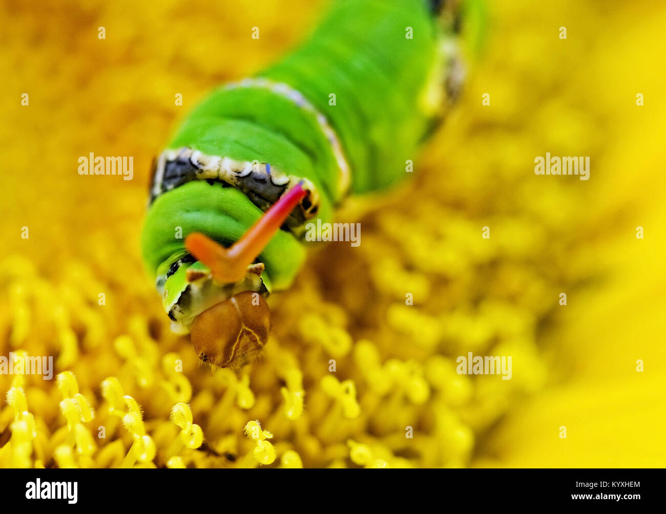 Coda forcuta farfalla è bellissima ma come una larva di Caterpillar ha un aspetto un po' strano, Papilio demodocus Esper, LEPIDOPTERA Papilionidae:, Foto Stock