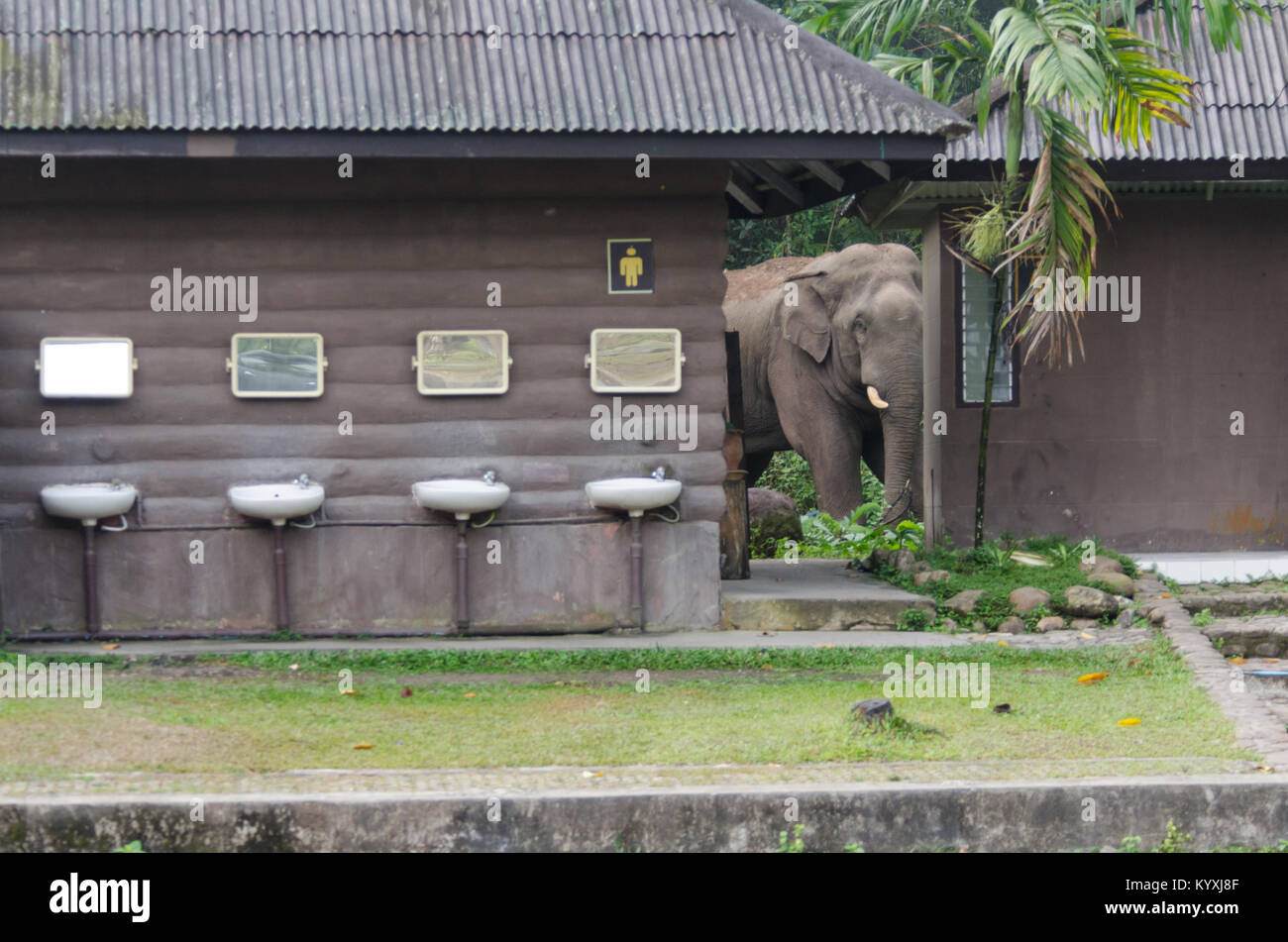 Wild maschio o asiatico Elefante asiatico (Elephas maximus), entrando in parte del Parco Nazionale di Khao Yai visitatore strutture, all'alba, in cerca di minerale d Foto Stock