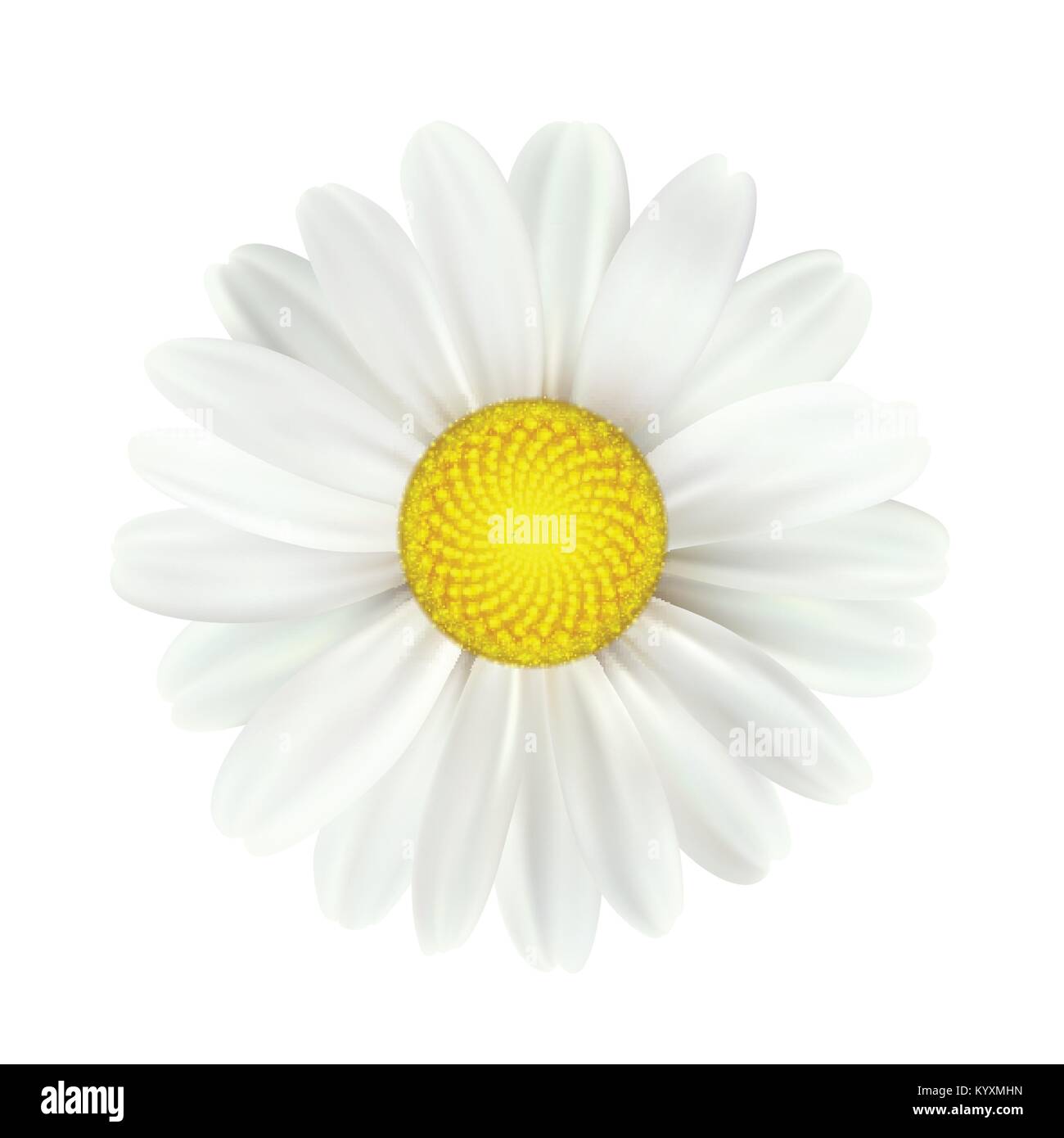 La molla daisy fiori isolati su sfondo bianco. Illustrazione Vettoriale Illustrazione Vettoriale