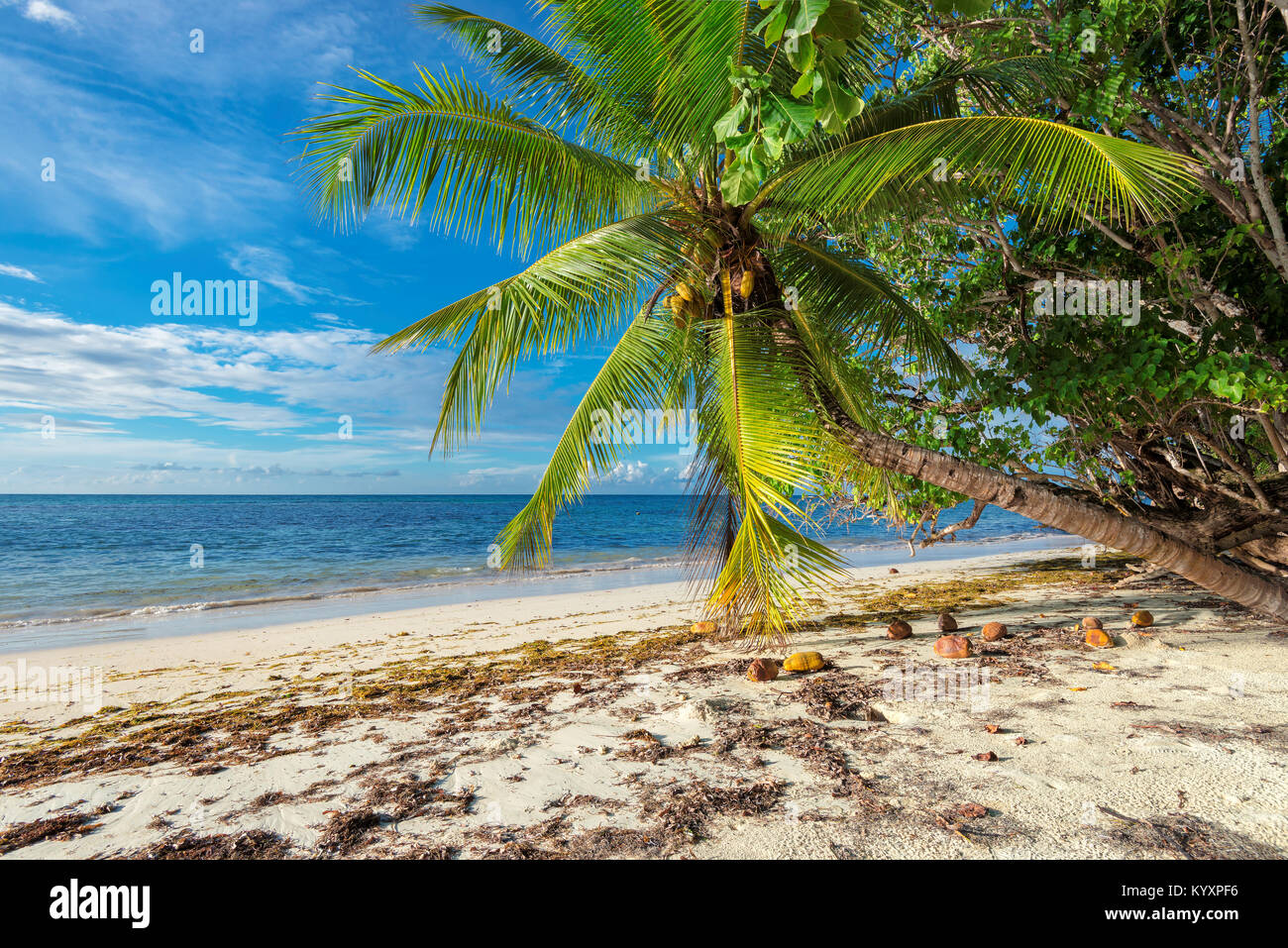 Exotic Tropical Beach. Vacanze estive e concetto di vacanza sfondo. Foto Stock