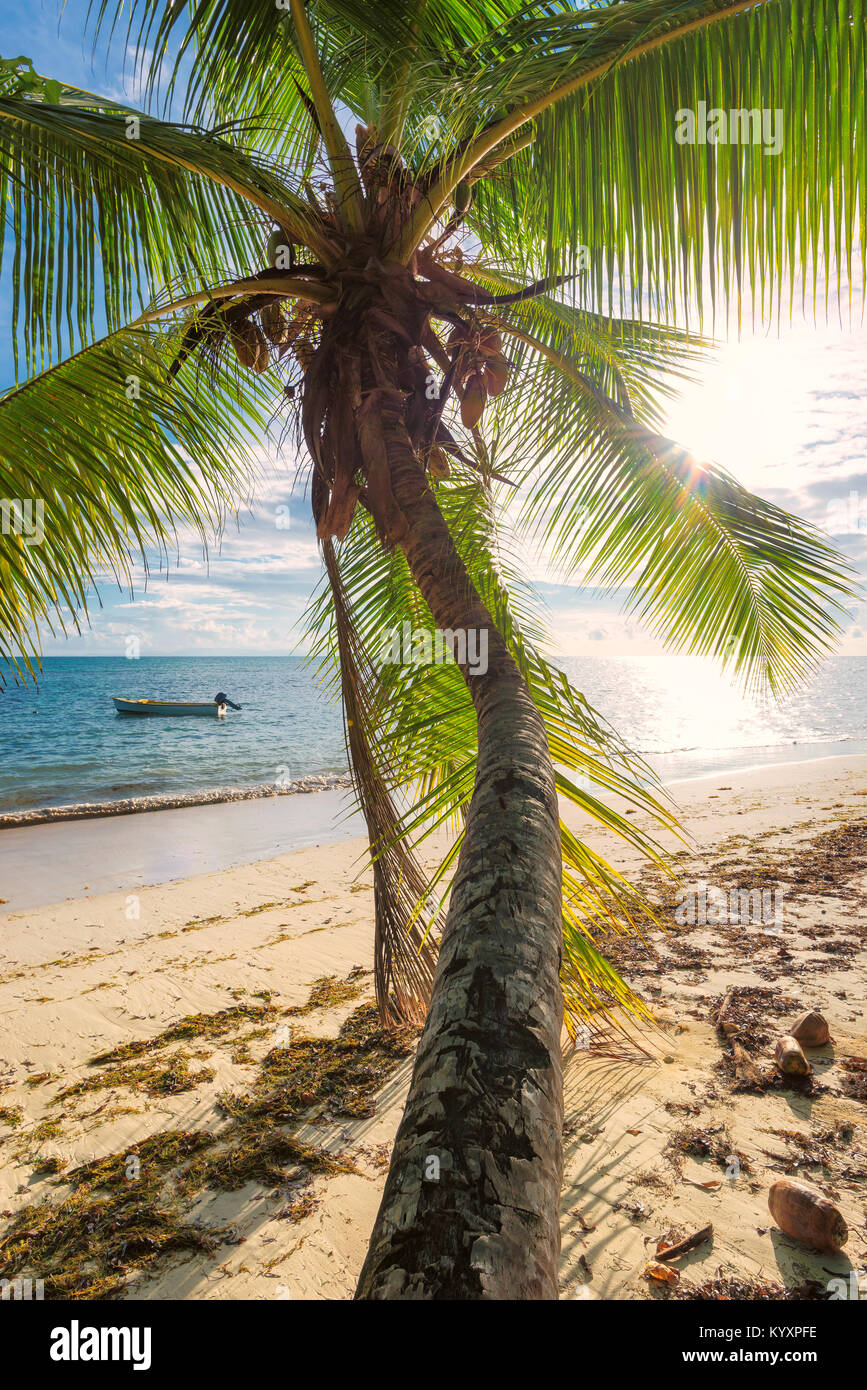 Palme sulla spiaggia al tramonto su esotica isola tropicale. Vacanze estive e concetto di vacanza sfondo. Foto Stock