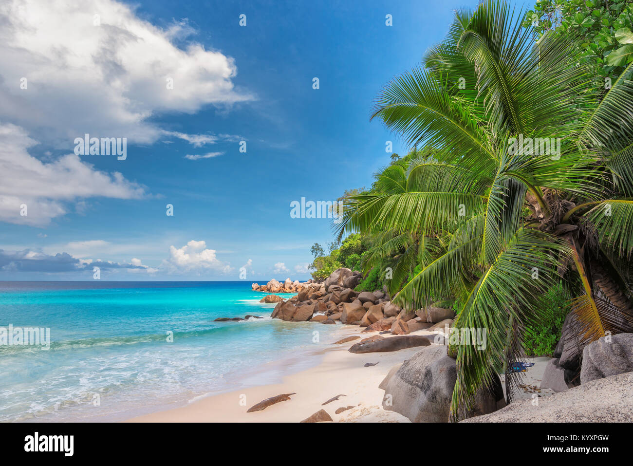 Palme esotiche spiaggia tropicale. Vacanze estive e concetto di vacanza sfondo. Foto Stock