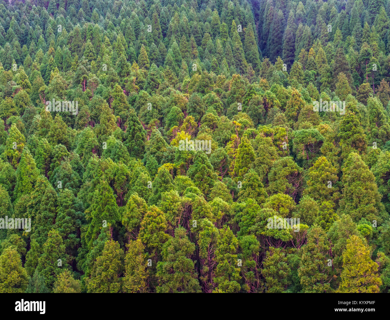 Foresta nella Riserva Naturale di Pico da Vara sull isola Sao Miguel, Azzorre. Foto Stock