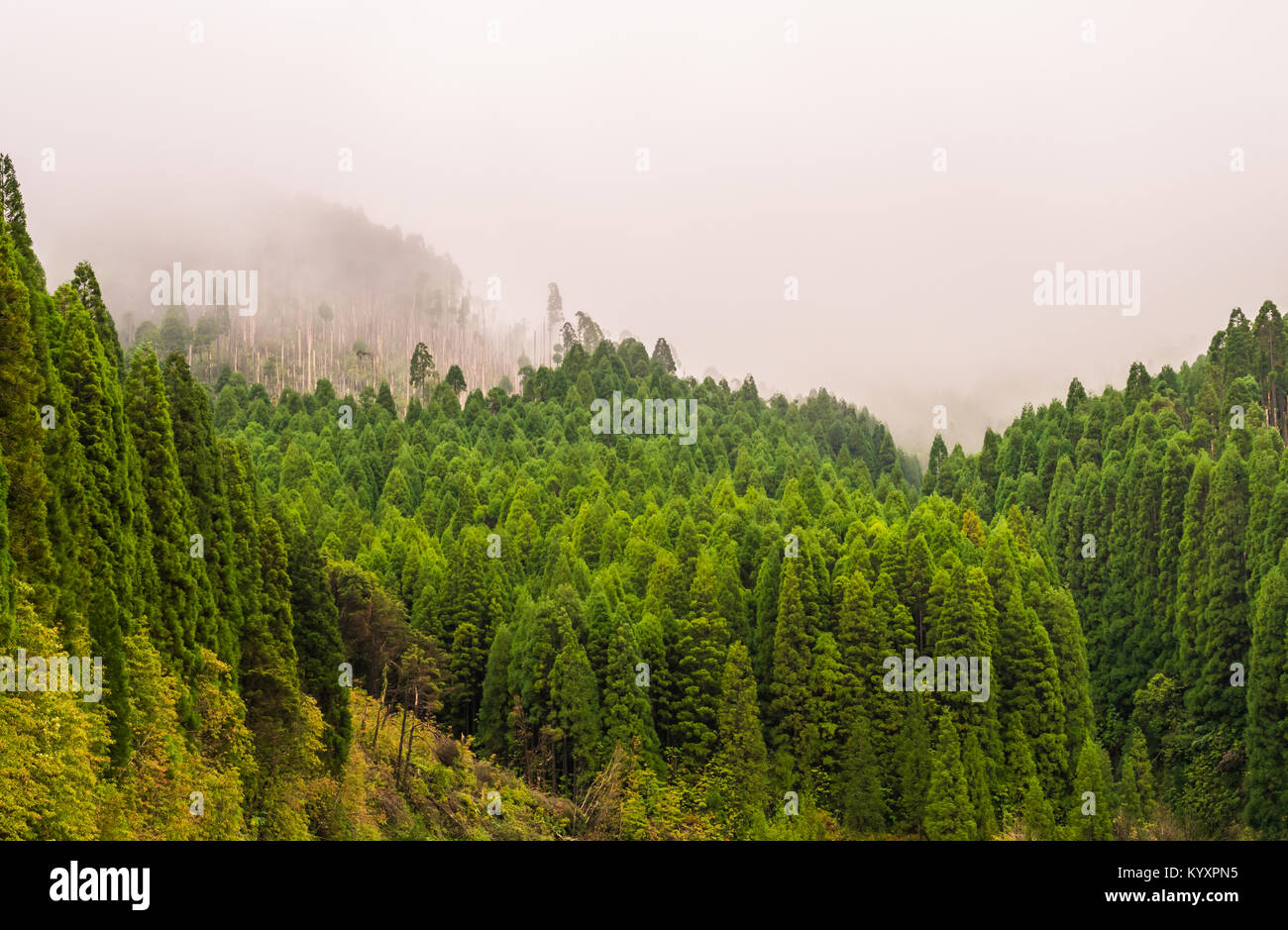 Foresta nella Riserva Naturale di Pico da Vara sull isola Sao Miguel, Azzorre. Foto Stock