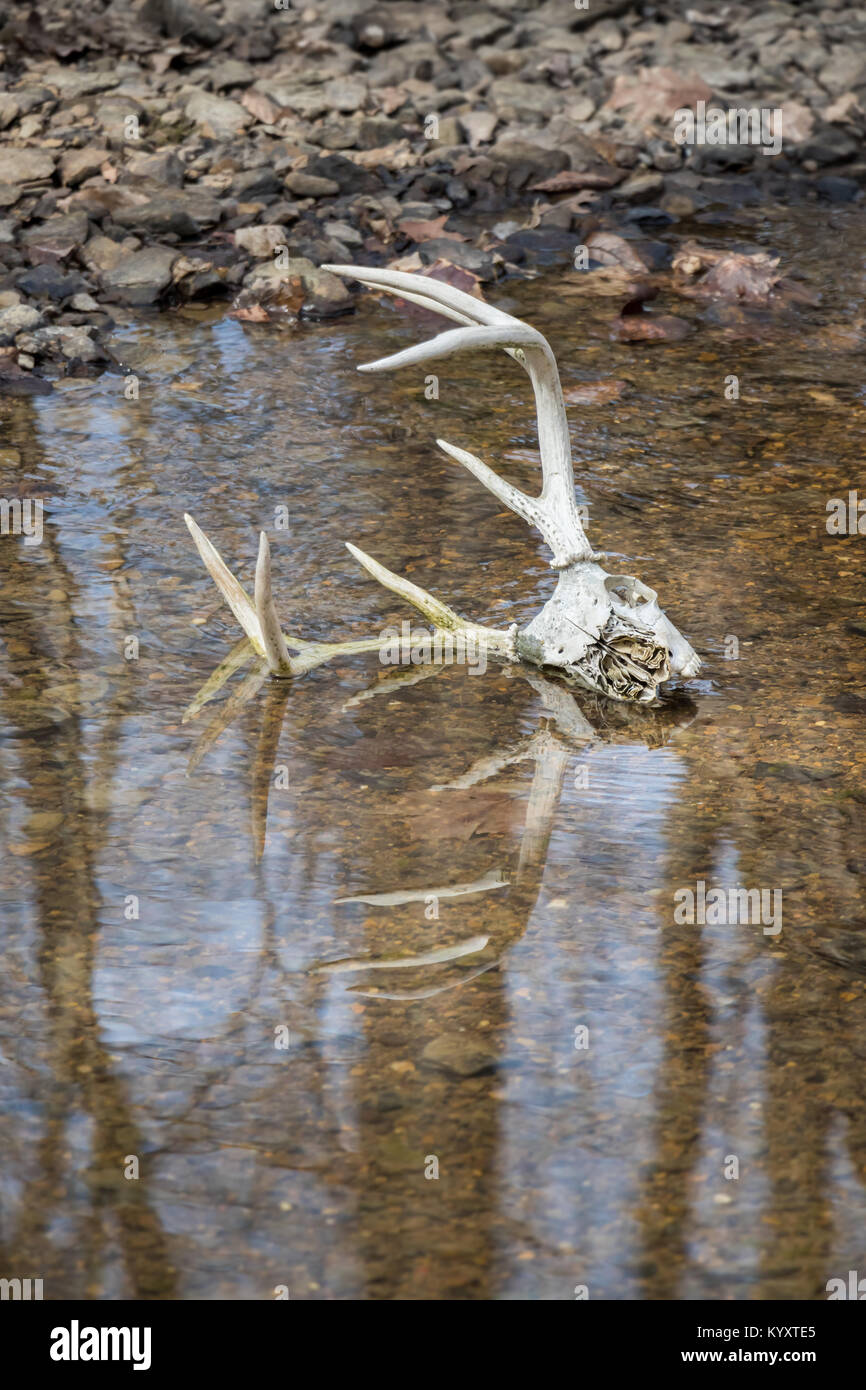 Cranio buck Whitetail giacente in acqua con le formiche che si attaccano fuori dal torrente Foto Stock