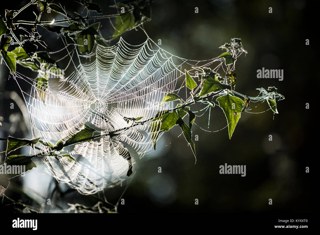 Close-up di spider web su impianto Foto Stock