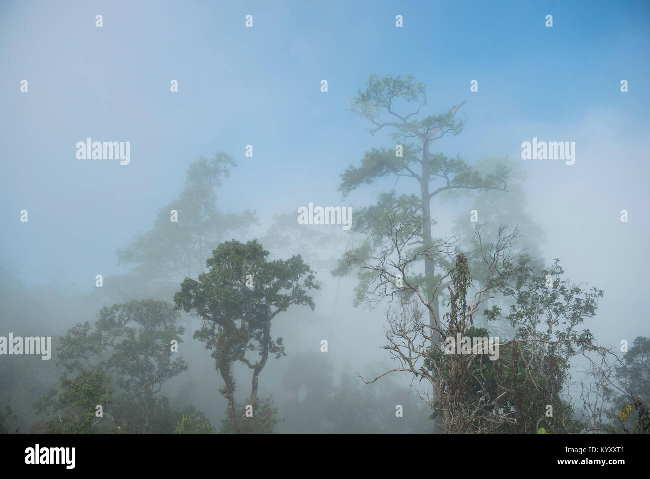 Visione idilliaca di alberi che crescono contro il cielo durante la nebbia meteo Foto Stock