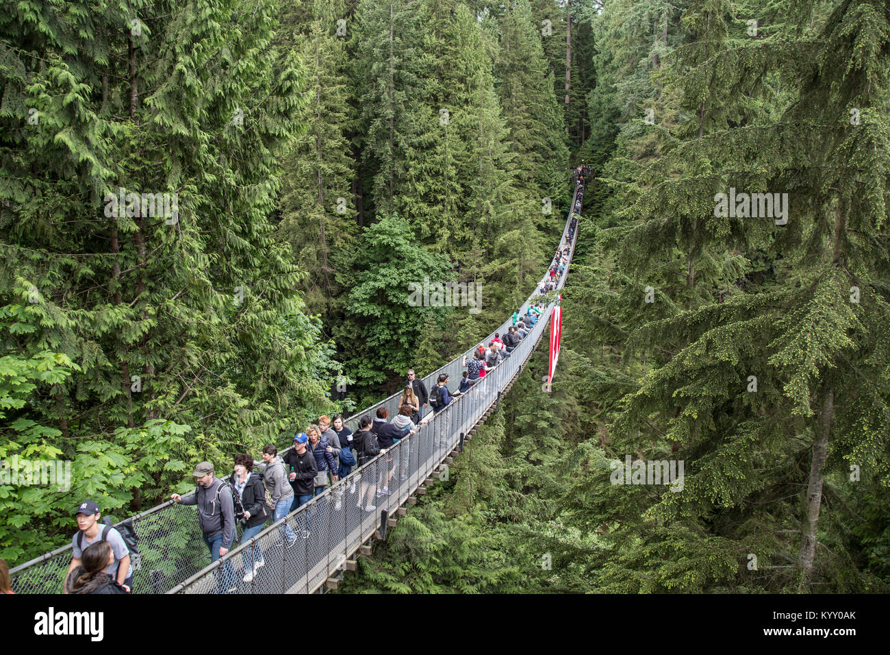 Angolo di alta vista di turisti camminando sul Ponte Sospeso di Capilano immerso nel bosco Foto Stock