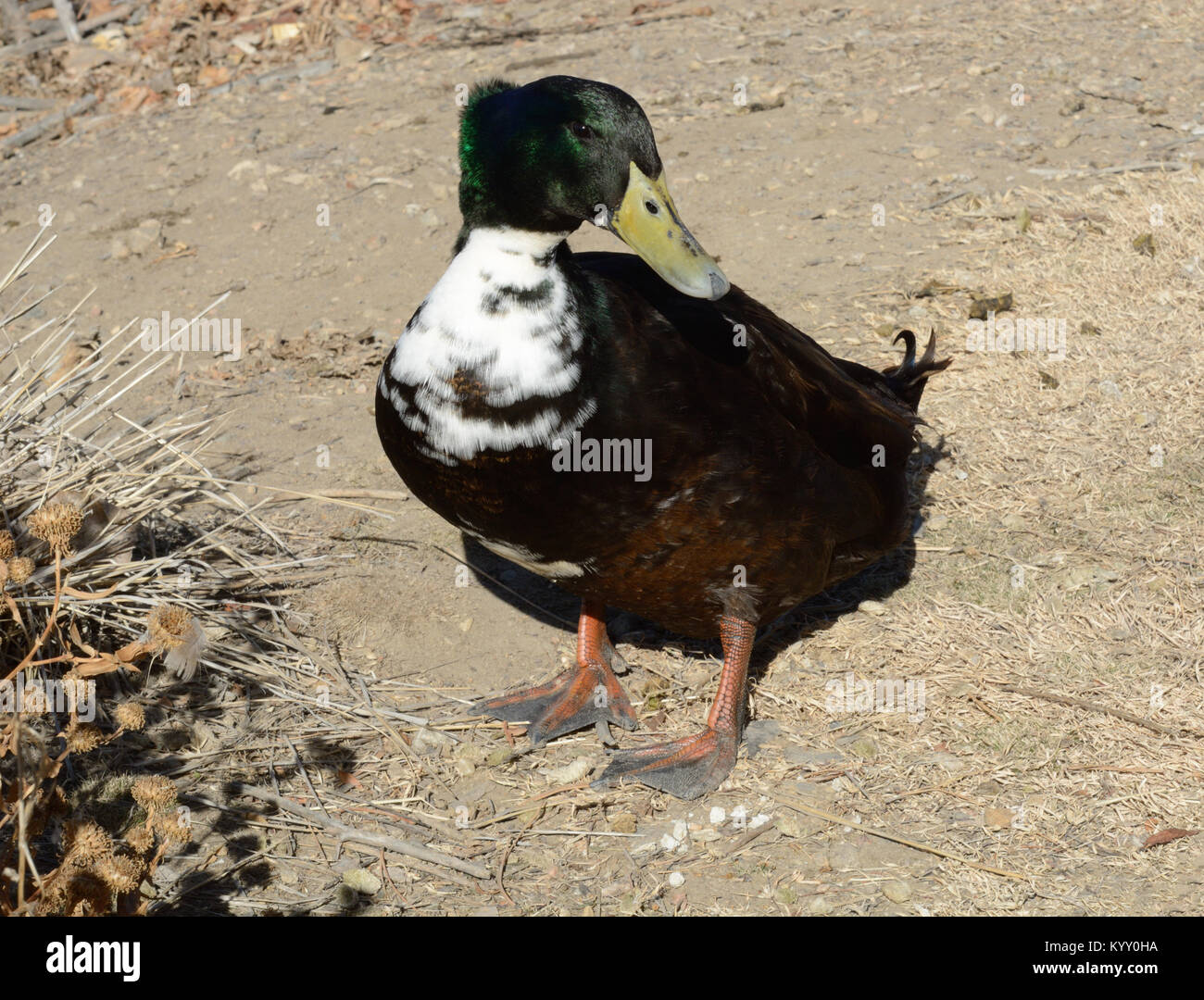 Non di razza nera, svedese Cayuga e Mallard duck drake sulla riva del lago sulla giornata di vento Foto Stock
