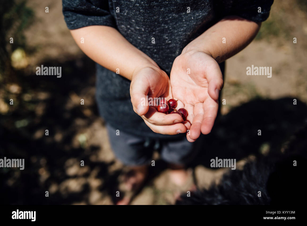 Angolo di alta vista di boy holding bacche durante la giornata di sole Foto Stock