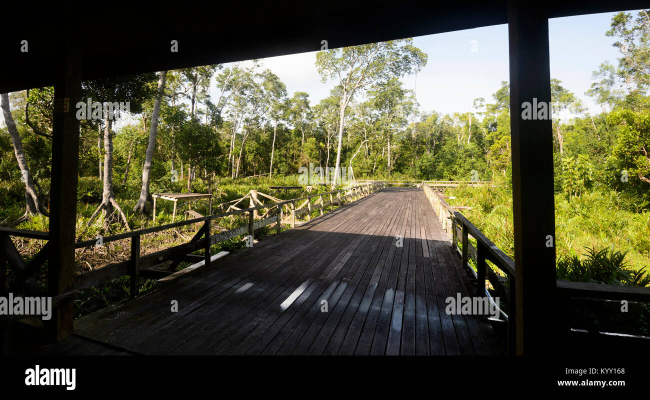 Il Boardwalk e piattaforme di alimentazione a Labuk Bay, la proboscide Monkey Santuario vicino Sandakan, Borneo, Sabah, Malaysia Foto Stock