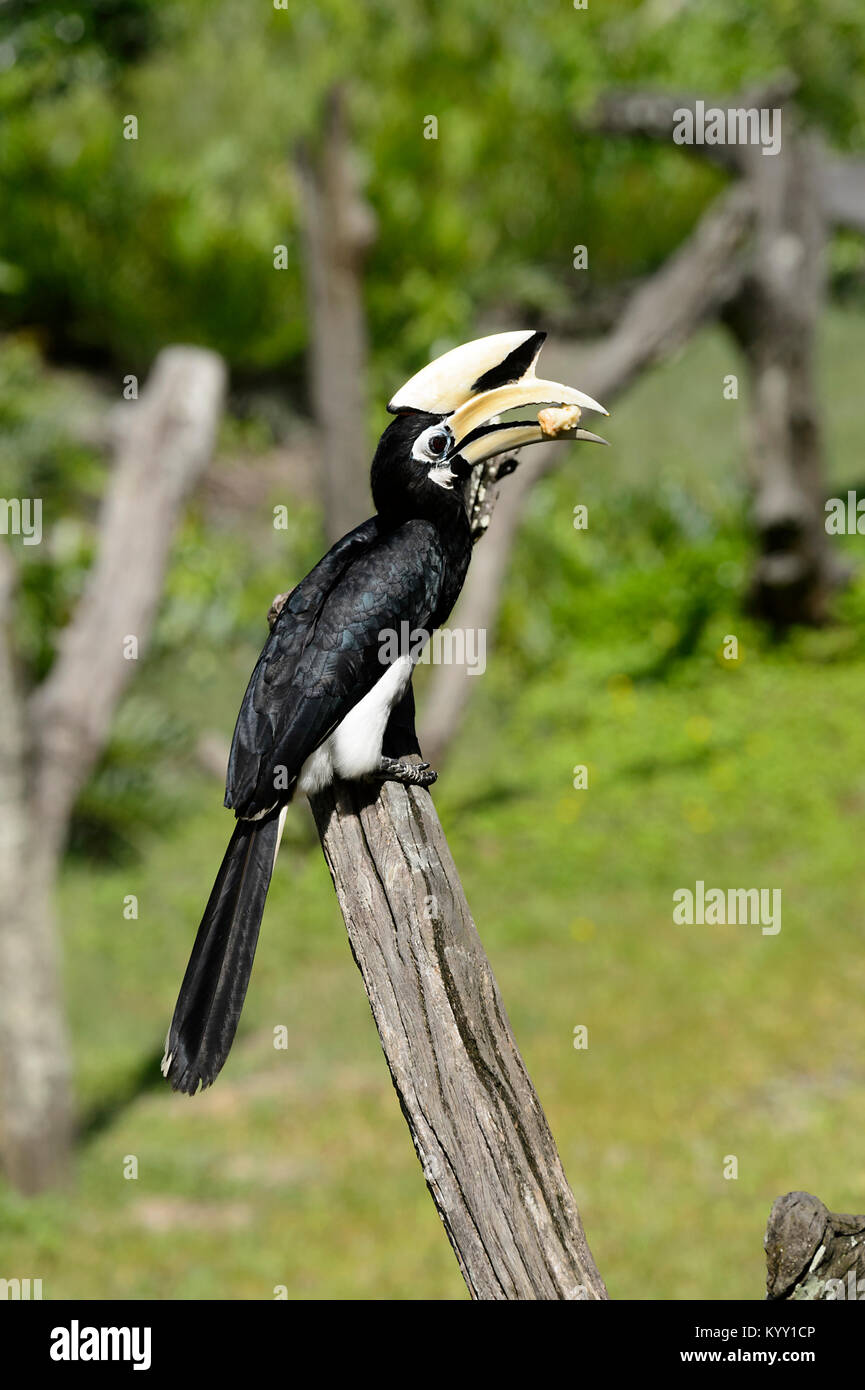 Oriental Pied Hornbill (Anthracoceros albirostris) alimentazione, Labuk Bay, vicino Sandakan, Borneo, Sabah, Malaysia Foto Stock