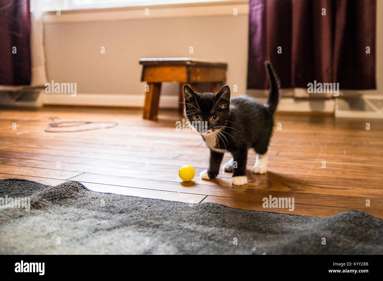 Ritratto di gattino nero con sfera in piedi sul pavimento di legno a casa Foto Stock